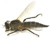 Eutolmus rufibarbis